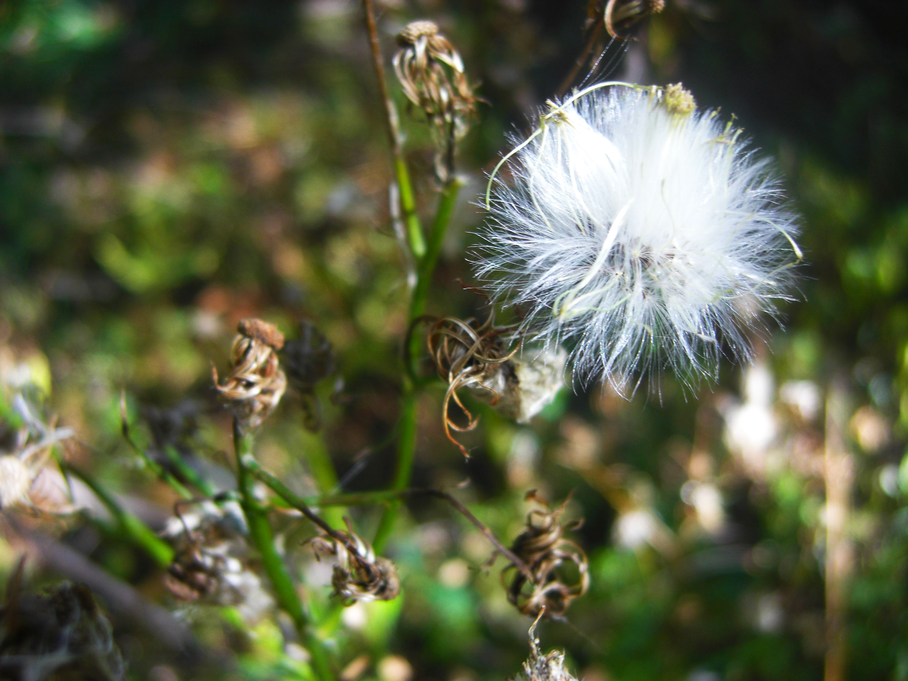 photo contest alexandra...nic weed